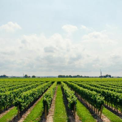 Nho - Nguyên liệu chính cho những chai rươu vang 2