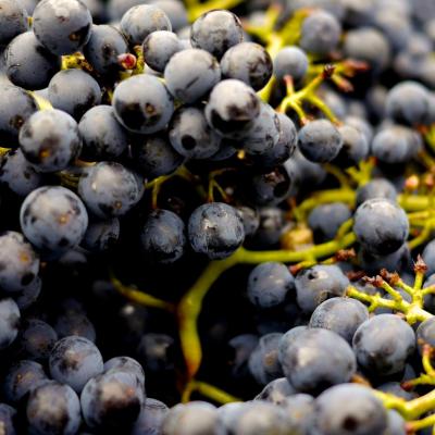 Nho - Nguyên liệu chính cho những chai rươu vang 3