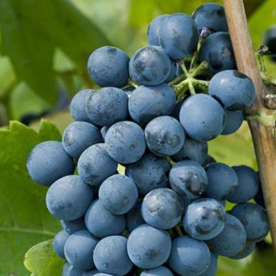 Tìm hiểu thông tin giống nho rượu Syrah